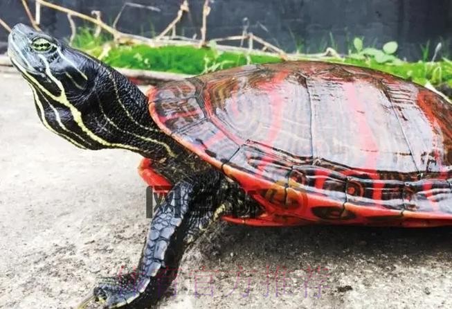 皇馬唔想老鼠「拉」龜 皇馬唔想老鼠「拉」龜